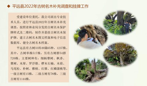平远县2022年古树名木补充调查和挂牌工作